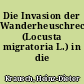 Die Invasion der Wanderheuschrecke (Locusta migratoria L.) in die Niederlausitz